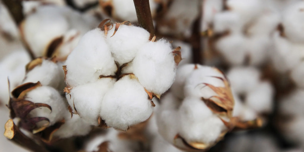 Five things you might not know about cotton
